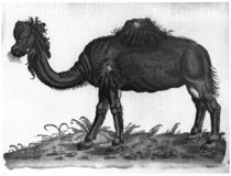Dromedary, from 'Historial Animalium' by Conrad Gesner 1551 by French School
