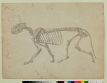Lateral View of a Tiger Skeleton von George Stubbs
