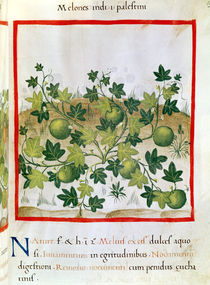 Ms 3054 fol.20 Melons, from 'Tacuinum Sanitatis' by Italian School