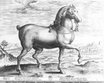 Equus Germanus by Jan van der Straet