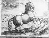 Equus Hispanus by Jan van der Straet