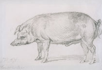 Hereford Boar, c.1803-04 von James Ward