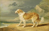 Rough-coated Collie, 1809 by James Ward