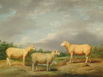 Ryelands Sheep, the King's Ram von James Ward
