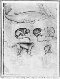 Six Monkeys and a Sturgeon von Antonio Pisanello
