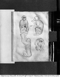 Monkeys, from The Vallardi Album von Antonio Pisanello