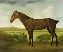 Brown Horse in a Hilly Landscape by English School