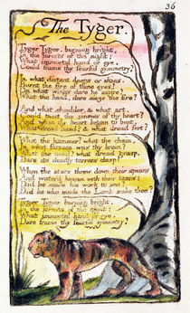 'The Tyger', plate 36 from 'Songs of Innocence and of Experience' 1789-94 von William Blake