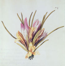 Saffron or Crocus, from 'La Guirlande de Julie' von Nicolas Robert