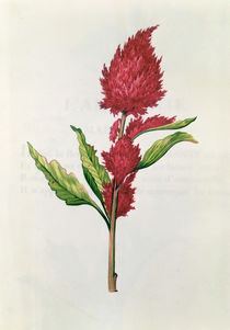 Amaranthus, from 'La Guirlande de Julie' by Nicolas Robert