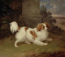 A Blenheim Spaniel, c.1820-30 von William Webb