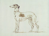 A Greyhound, Facing Left von James Seymour
