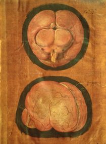 Anatomical drawing of the human brain by Hieronymus Fabricius ab Aquapendente