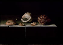 Six Shells on a Stone Shelf von Adrian Coorte