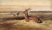 Resting Deer von Antoine Louis Barye
