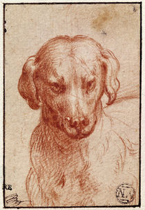 Head of a Dog by Parmigianino