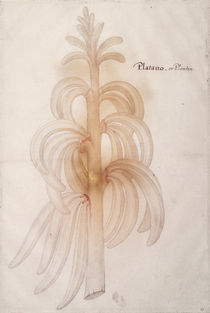 Plantain, c.1590 by John White