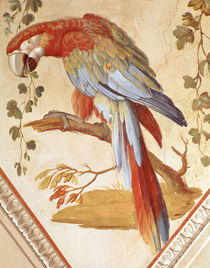 A Parrot by Pietro Rotati