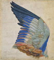Wing of a Blue Roller, copy of an original by Albrecht Durer of 1512 by Hans Hoffmann