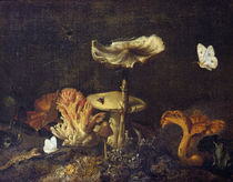 Still Life with Mushrooms and Butterflies by Otto Marseus van Schrieck