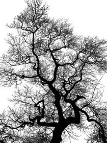 'Tree in Winter' von Claudio Ahlers