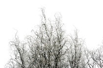 Winter Frost von Claudio Ahlers