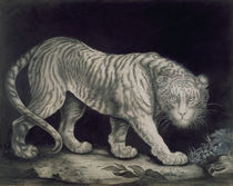 A Prowling Tiger von Elizabeth Pringle
