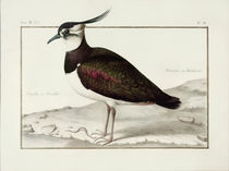 A Lapwing by Nicolas Robert