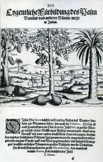 Landscape, Illustration from 'India Orientalis' von Theodore de Bry