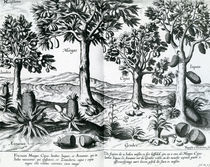Tropical Fruit trees, 1596 by Johannes Baptista van, the Younger Doetechum