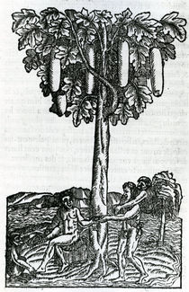 Tree harvest, illustration from 'Singularities of France Antarctique' by French School