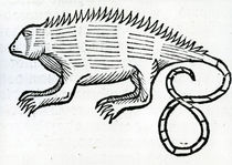 Iguana from 'la Historia general de las Indias' 1547 by Christopher Columbus