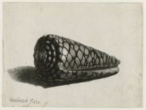 The Shell , 1650 by Rembrandt Harmenszoon van Rijn