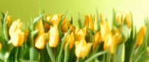 Yellow tulips in green by Jürgen Keil