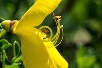 Die gelbe Blüte des Besenginster von Ronald Nickel