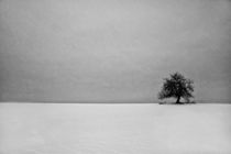 Der einsame Baum by Claudia Evans