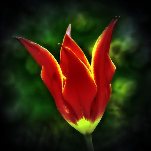 Rote-flammen-tulpe-1