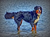 Berner Sennenhund in der Nordsee 1 by kattobello