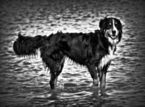 Berner Sennenhund in schwarz und weiß 2 by kattobello
