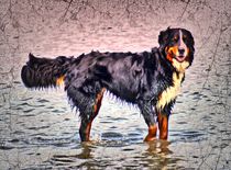 Retro Berner Sennenhund im Meer 2 by kattobello