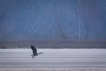 Goose in winter by jazzlight