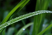 Rain on grass by Photo-Art Gabi Lahl