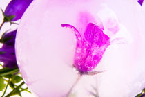 Glockenblume in kristallklarem Eis von Marc Heiligenstein