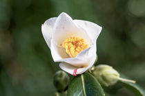 Weisse Kamelie - Camellia japonica 'Yuri-shibori' von Dieter  Meyer