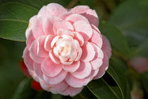 Weissrosa Kamelie - Camellia japonica L. 'Albino Botti' von Dieter  Meyer