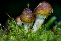 Kleine Honigpilze im dunklen Wald by Ronald Nickel