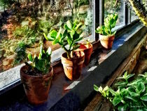 Jade Plants in Greenhouse von Susan Savad