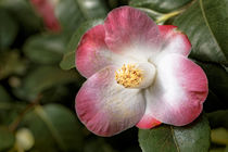 Weissrosa Kamelie - Camellia japonica 'Sunny Side' von Dieter  Meyer