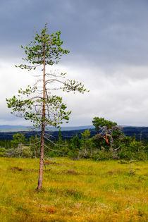 Pine tree in northern landscape by Thomas Matzl
