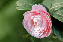 Weissrosa Kamelie - Camellia japonica L. 'Albino Botti' von Dieter  Meyer